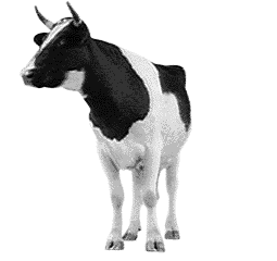 cow